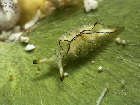 A Juvenile Ornate Elysia