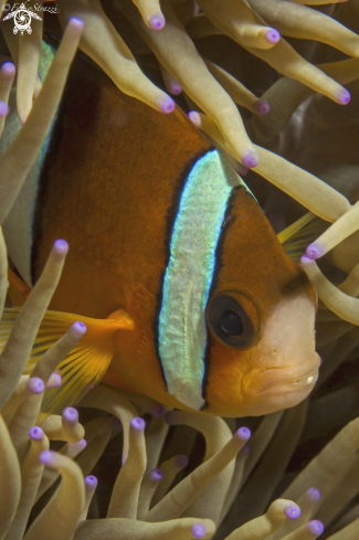 A Anemone fish