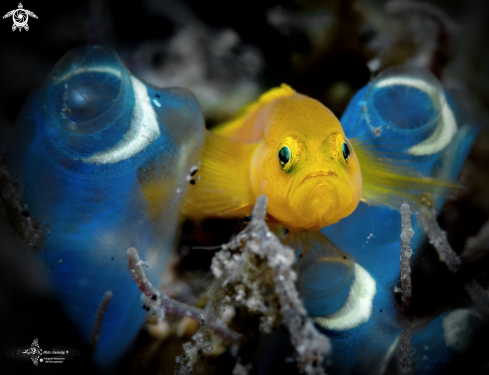 A Yellow Pygmy Goby