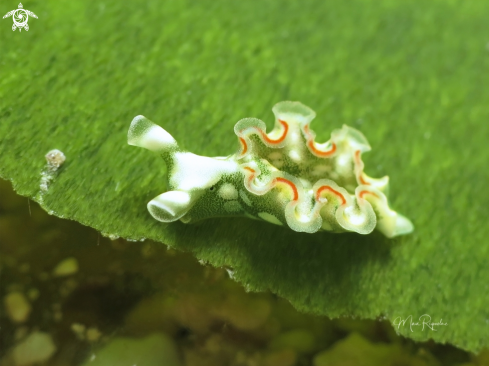 A Juvenile Lettuce Sea Slug