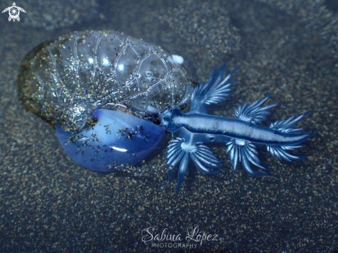 A Nudibranch 