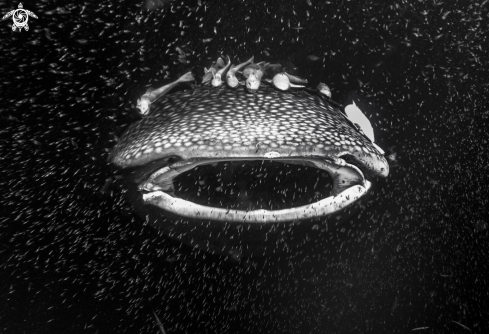 A Whale shark