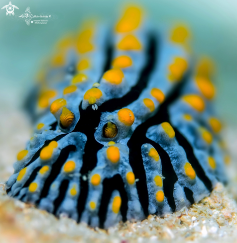 A Nudibranch