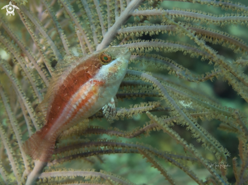 A Greenblotch Parrotfish