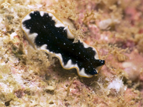 A Pseudoceros rawlinsonae | Rawlinson‘s Flatworm