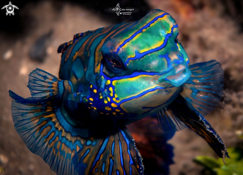 A Mandarin Fish