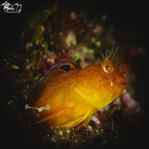 A Blenny