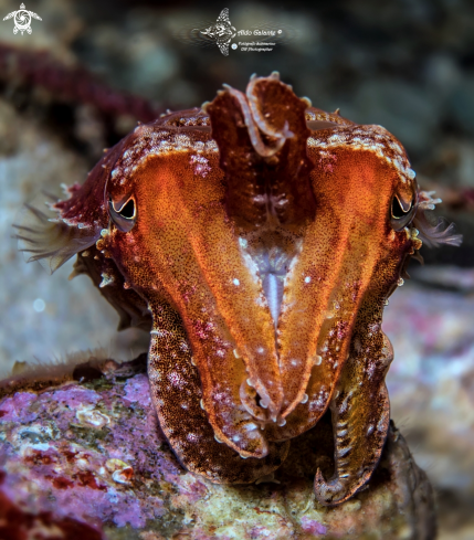 A Cuttlefish