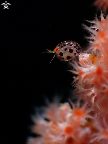 A Cyproidea sp.  | Ladybug