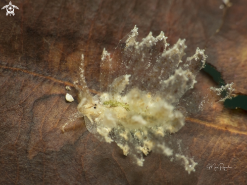 A Cyerce antillensis | Antilles Glass Slug