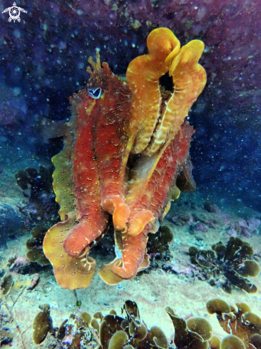 A Sepia apama | Australian giant cuttlefish