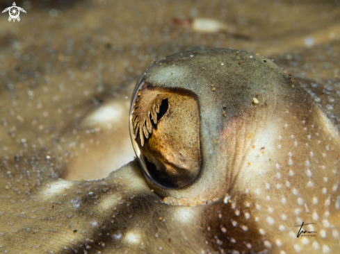 A Undulate ray