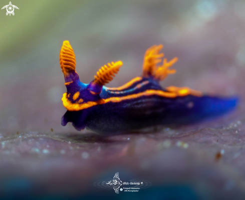 A Super tiny Nudibranch