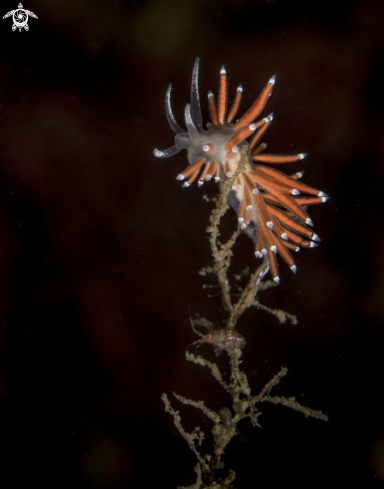 A Nudibranch