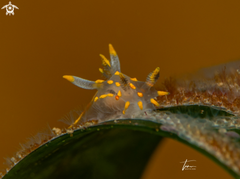 A Polycera quadrilineata