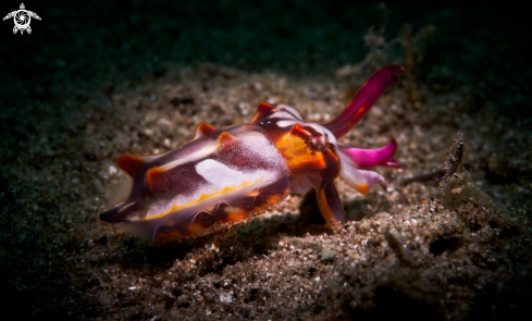 A Metasepia pfefferi | CUTTLEFISH