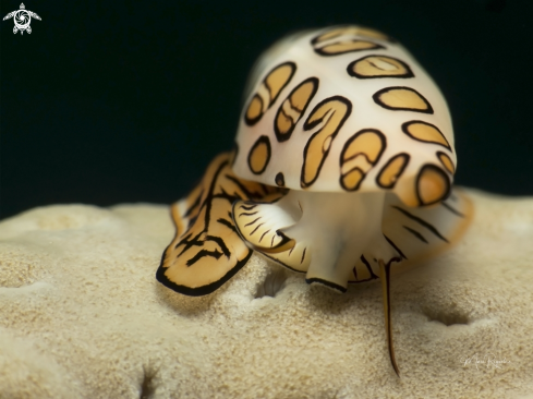 A Flamingo Tongue