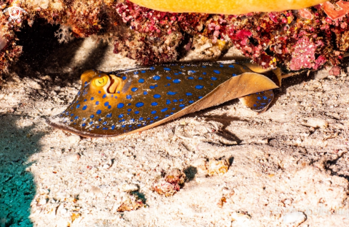 A Blue Spotted Ribbon Tail 