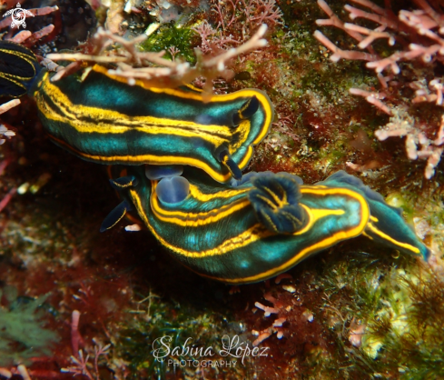 A Felimare bilineata | Nudibranch 