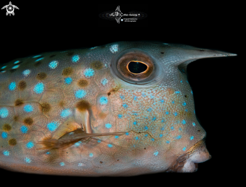 A Lactoria cornuta (Linnaeus, 1758) | Cowfish