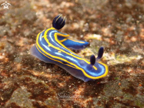 A Nudibranch 