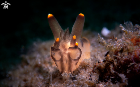 A Thecacera picta | NUDIBRANCH