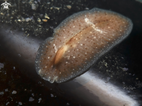 A Eurylepta aurantiaca | Pinkstreak Flatworm