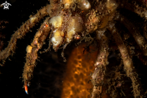 A Hyas araneus | Hyas araneus