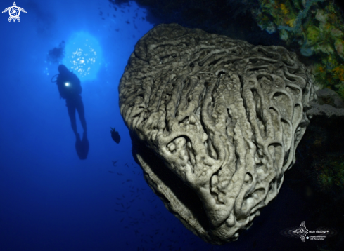 A Petrosia (Petrosia) lignosa Wilson, 1925  | Salvador Dalí Sponge