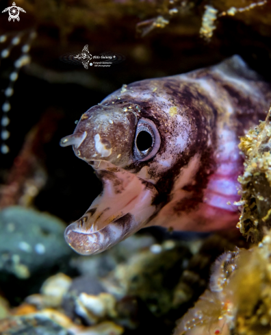 A Echidna polyzona (Richardson, 1845)  | Girdled Moray Eel