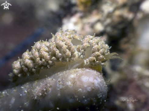 A Pauleo jubatus and Crisscross Tritonia Tritonia bayeri | White-Speckled Nudibranch and Crisscross Tritonia