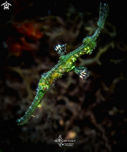 A Solenostomus cyanopterus (Bleeker, 1854) | Blue-finned Ghost Pipefish 