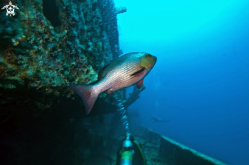 A underwater creature