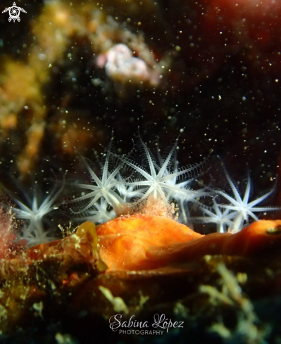 A Canarya canariensis