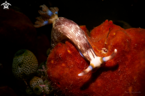 A NUDIBRANCH