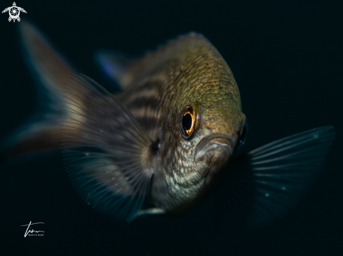 A Damselfish