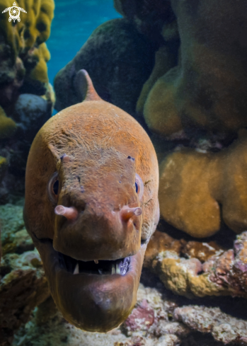 A Moray Eel