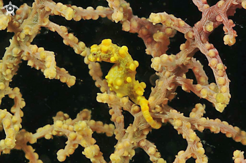 A pygmy sea horse