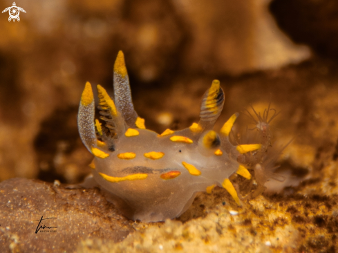 A Polycera quadrilineata