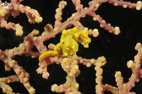 A pygmy sea horse