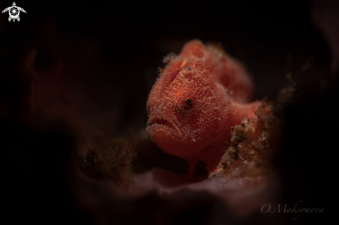 A Tiny frogfish  (Antennarius pictus)