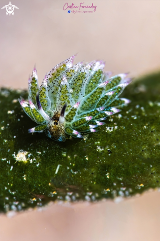 A Nudibranch