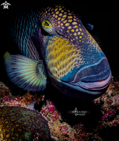 A Titan Triggerfish