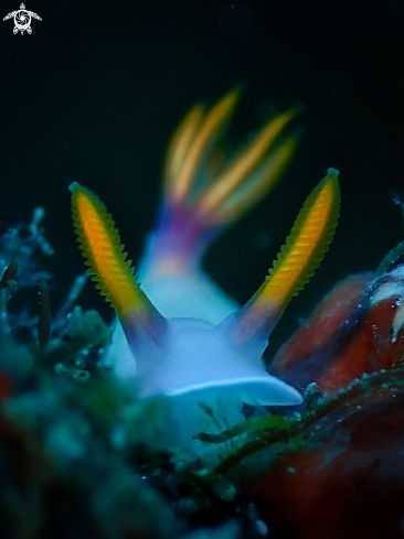 A Nudibranch