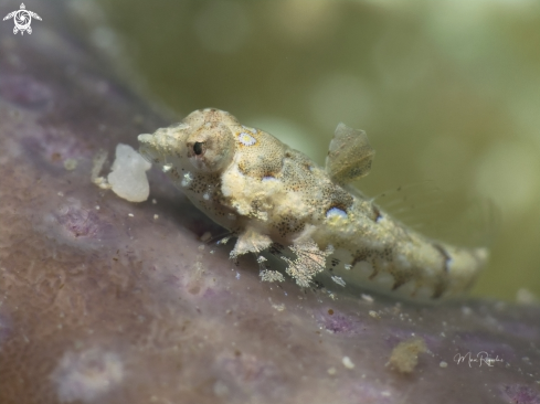 A Callionymus bairdi | Lancer Dragonet