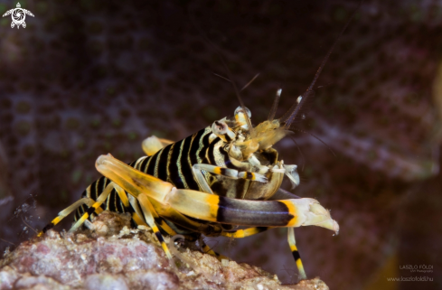 A bumblebee shrimp