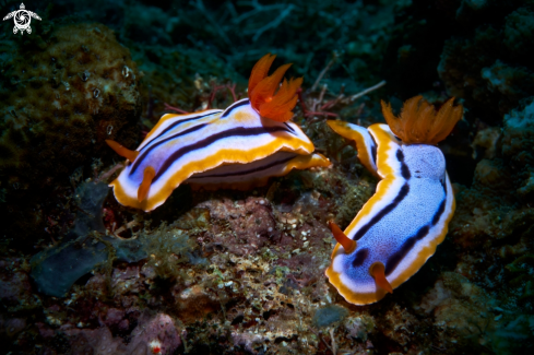 A NUDIBRANCH