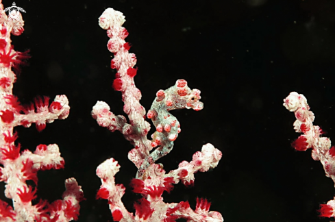 A pygmy sea horse