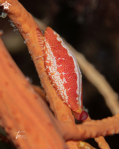 A Softcoral cowrie