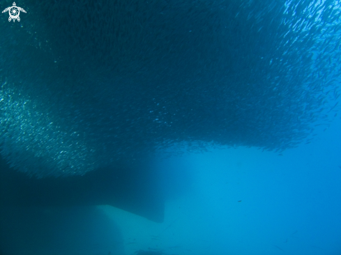 A underwater creature